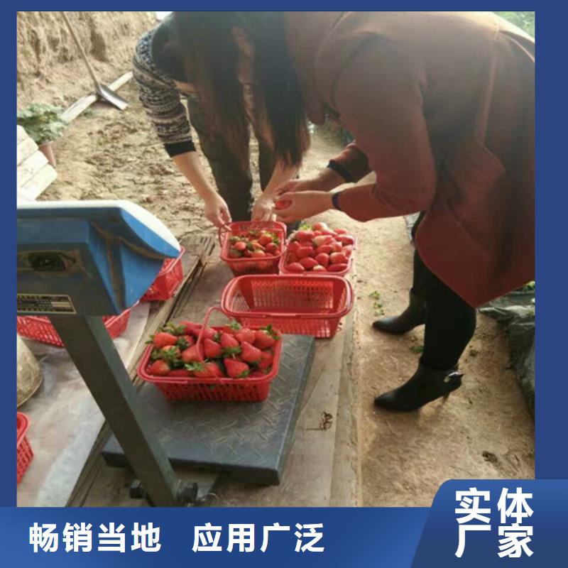 新疆维吾尔自治区章姬草莓苗培育基地