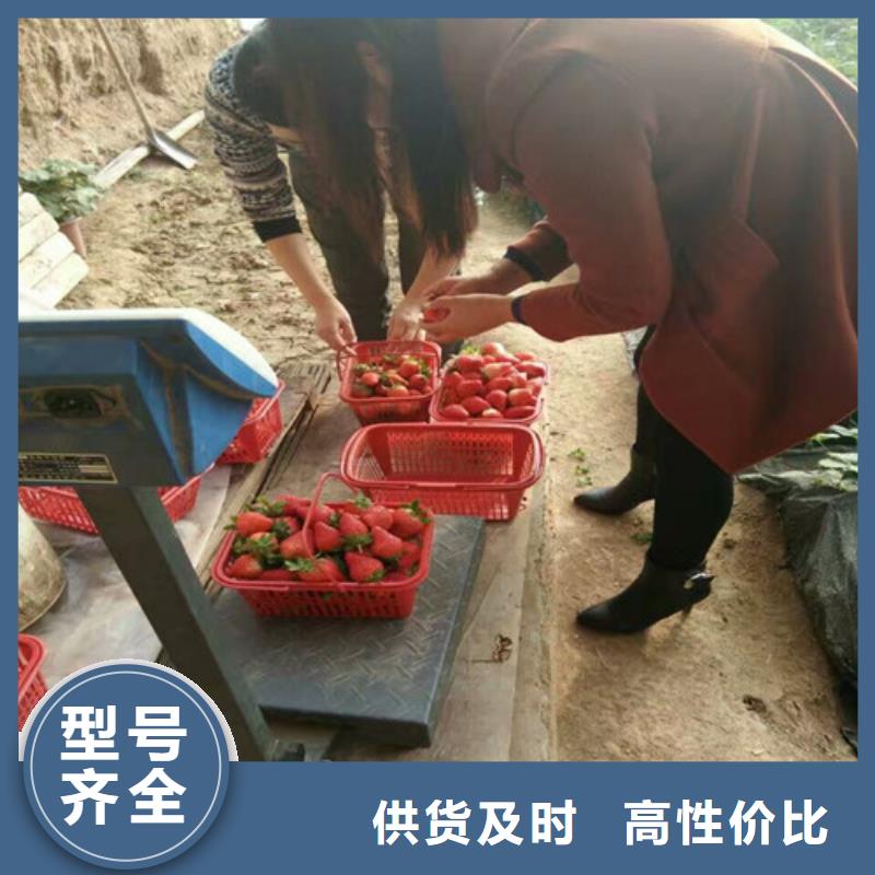 批发妙香草莓苗_优质厂家