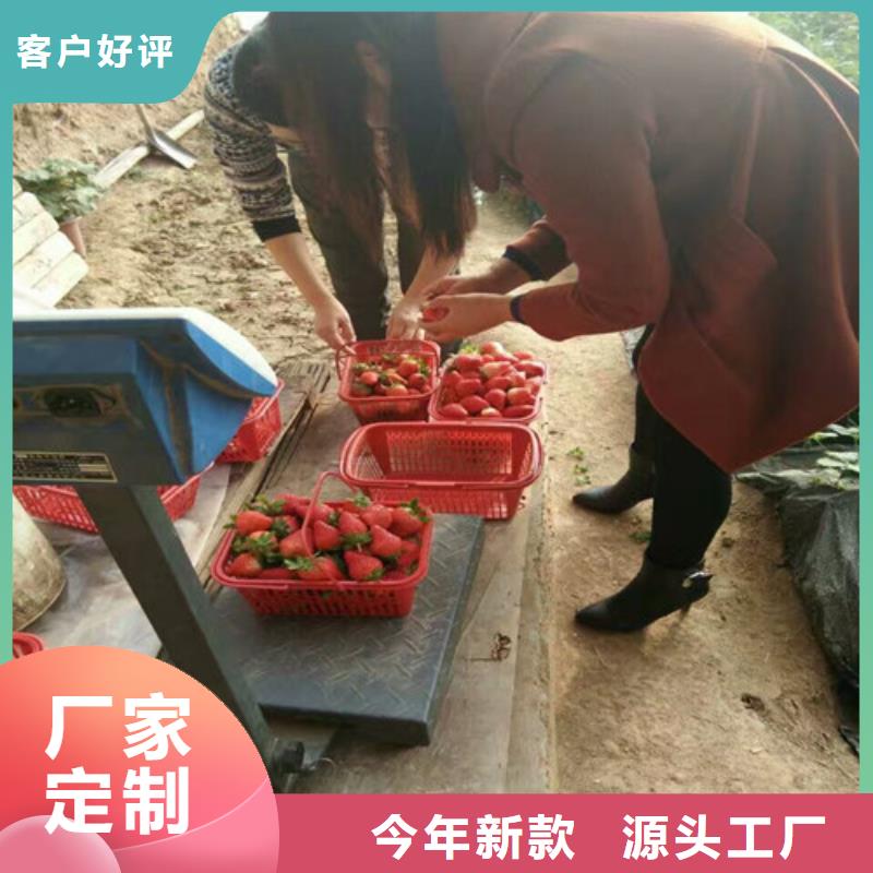 菠萝草莓苗厂家直销-广祥农业科技有限公司