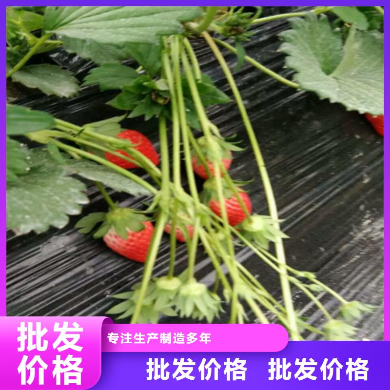 平潭菠萝草莓苗低价批发