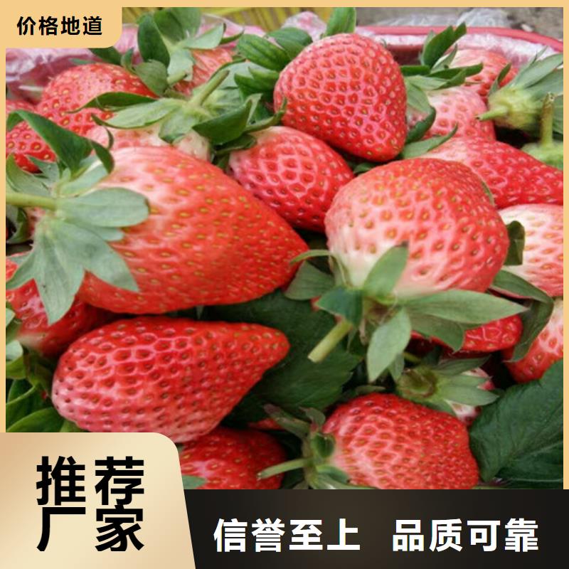 菠萝草莓苗大牌厂家直销