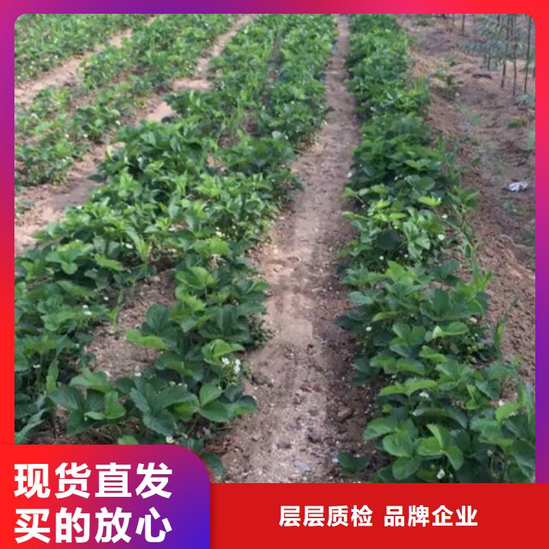 【草莓苗毛蟠桃树苗基地支持大批量采购】