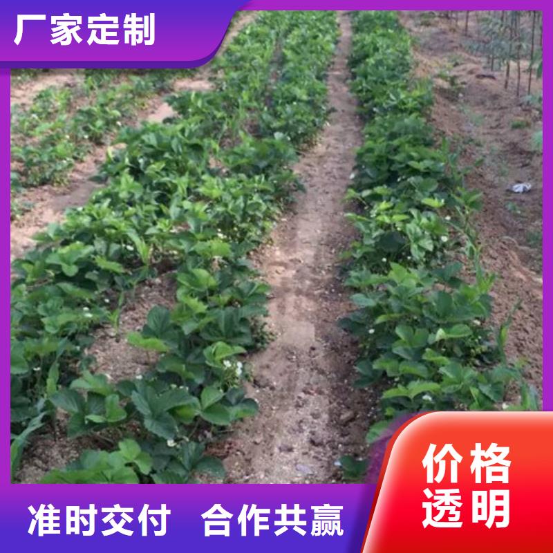 【草莓苗】甜柿子树苗今日价格