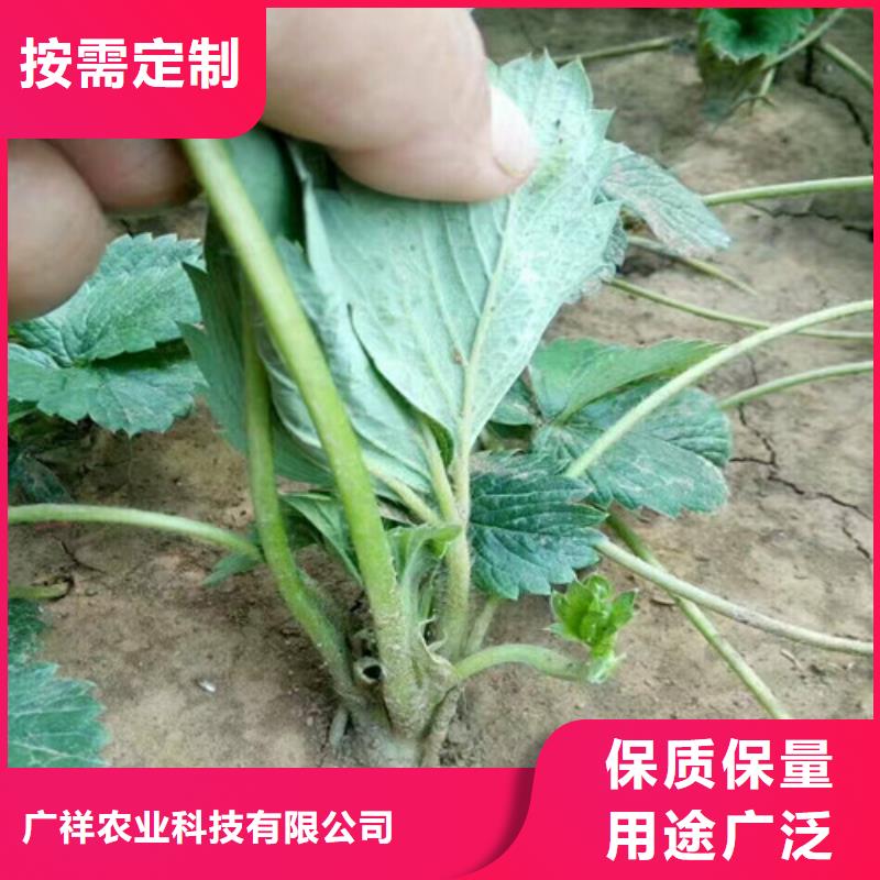 平潭菠萝草莓苗低价批发