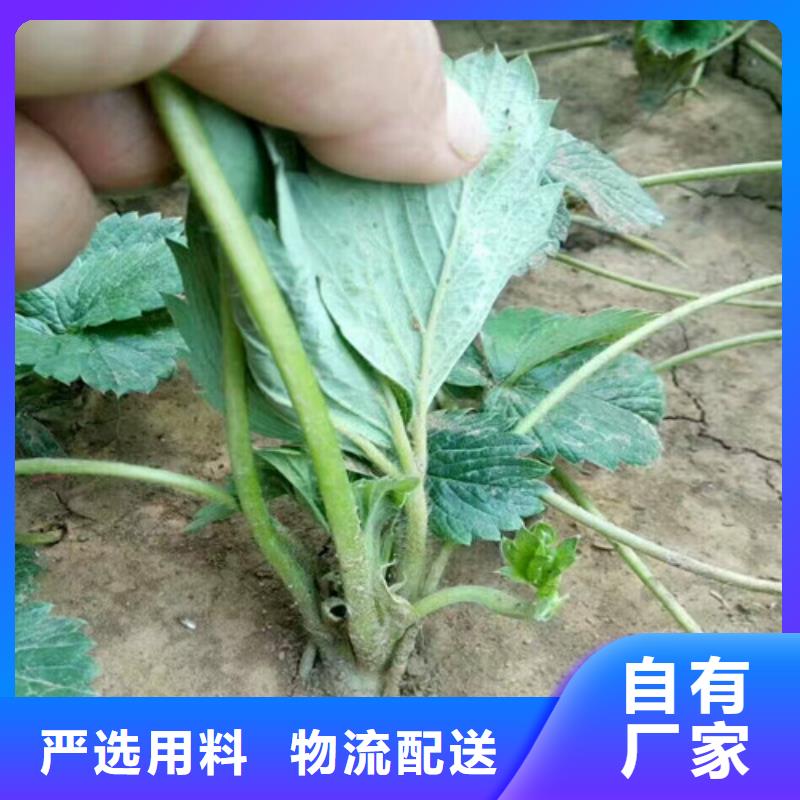 丰泽妙香草莓苗低价批发