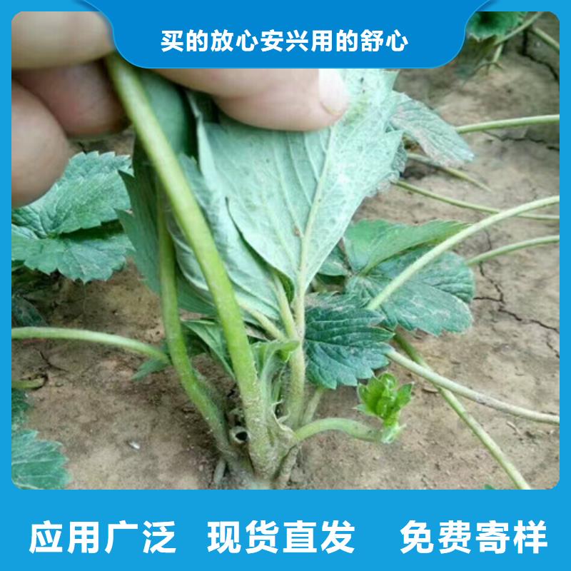 新疆维吾尔自治区奶油草莓苗基地批发