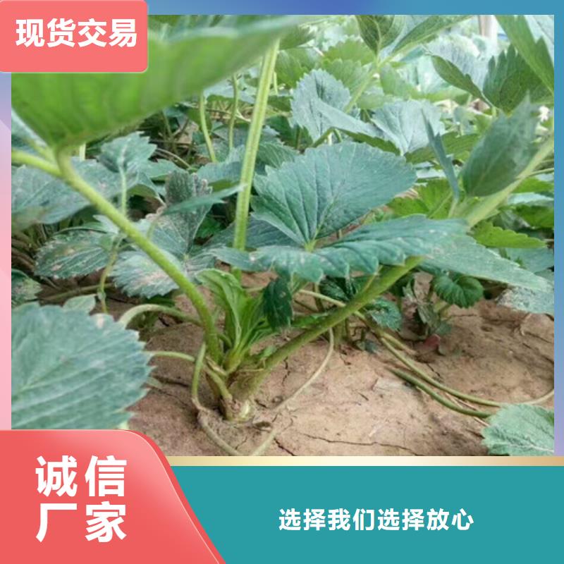 白雪公主草莓苗适应土地