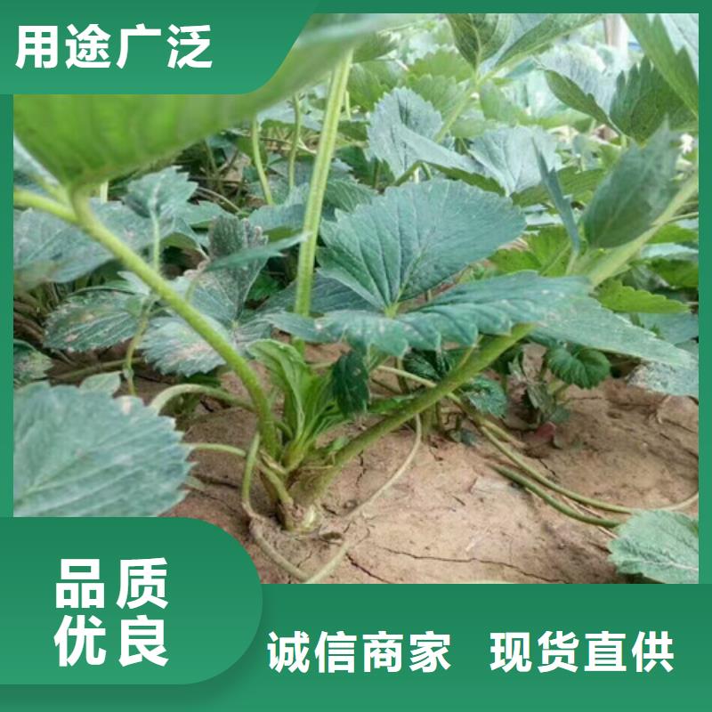 徐州哪里批发白雪公主草莓苗，白雪公主草莓苗低价批发