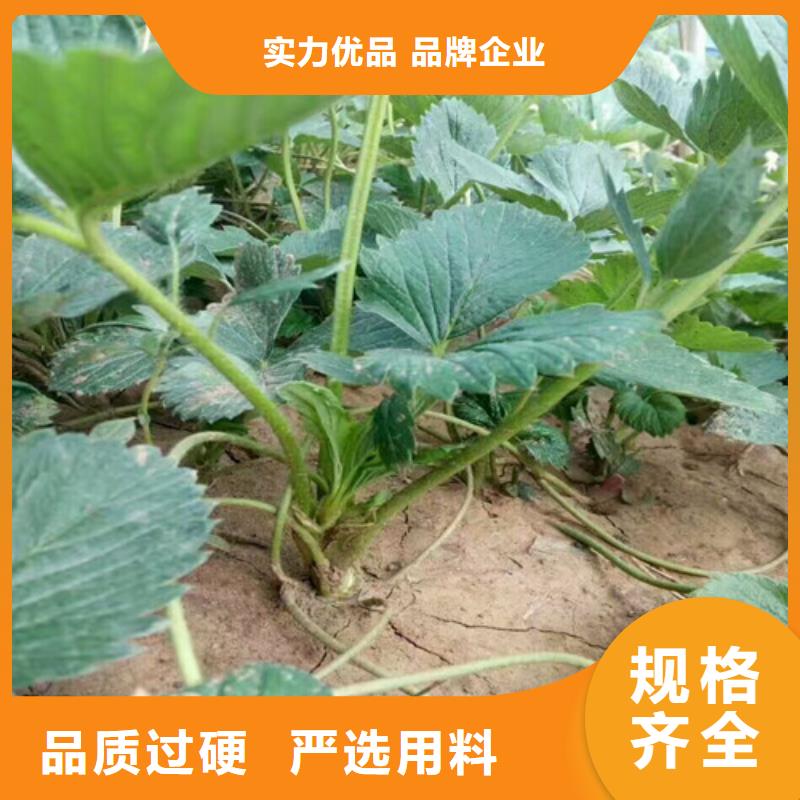 山东烟台艳丽草莓苗