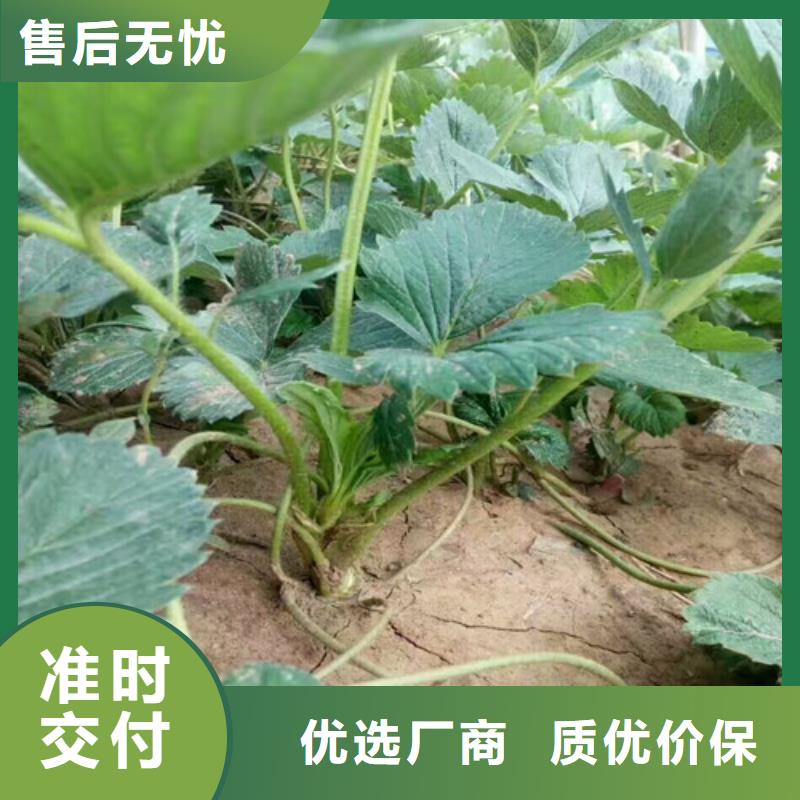 珠海菠萝草莓苗-菠萝草莓苗供应商