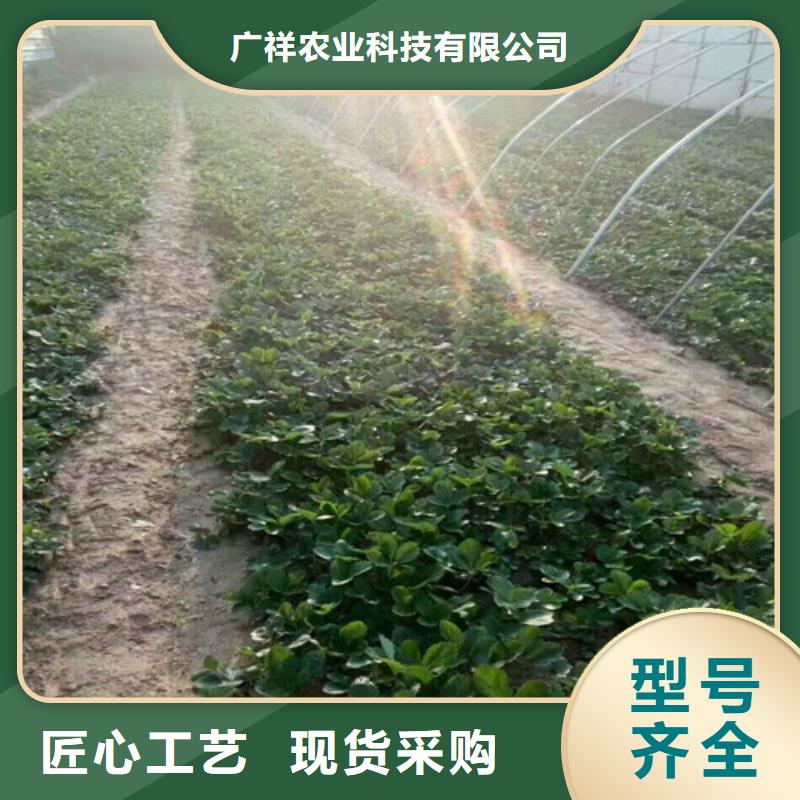 【草莓苗珍珠枣油桃树苗常年供应】