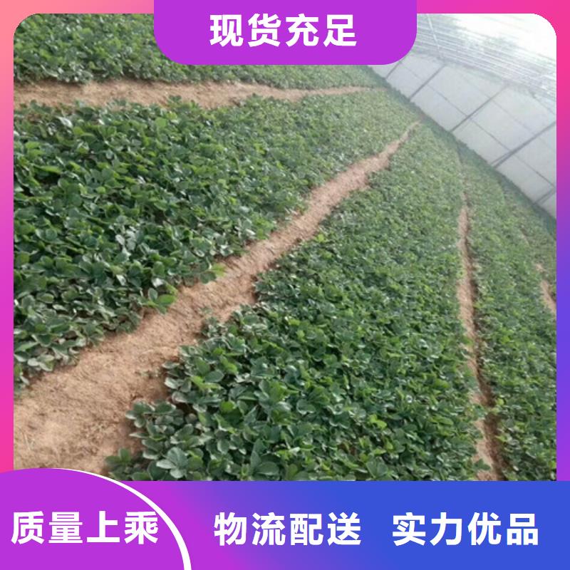 广元桃熏草莓苗-桃熏草莓苗一手货源