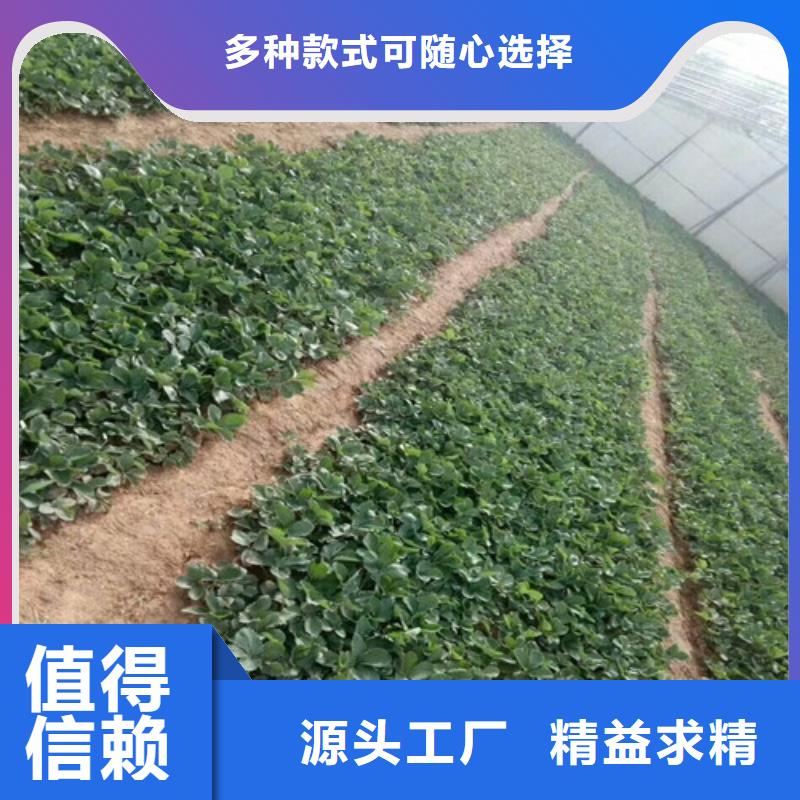 草莓苗蟠枣树苗产品实拍