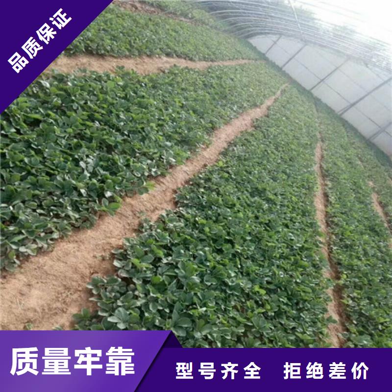 山东省白果草莓苗价格多少