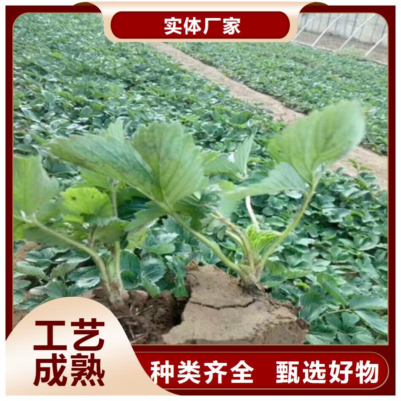 供应隋珠草莓苗，隋珠草莓苗培育基地