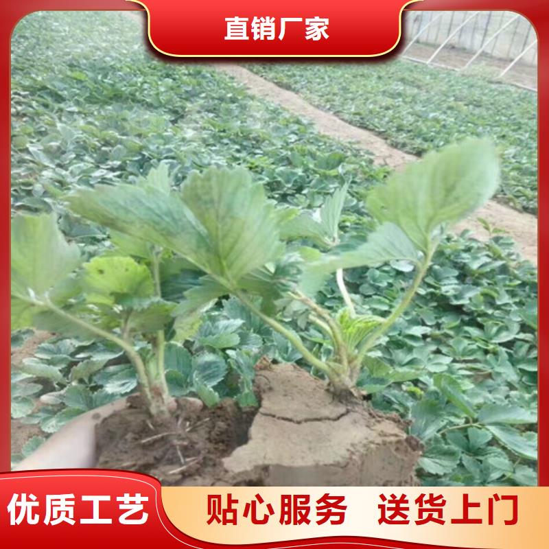 青神妙香草莓苗价格多少