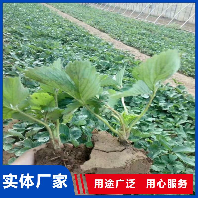 新郑桃熏草莓苗耐储存品种