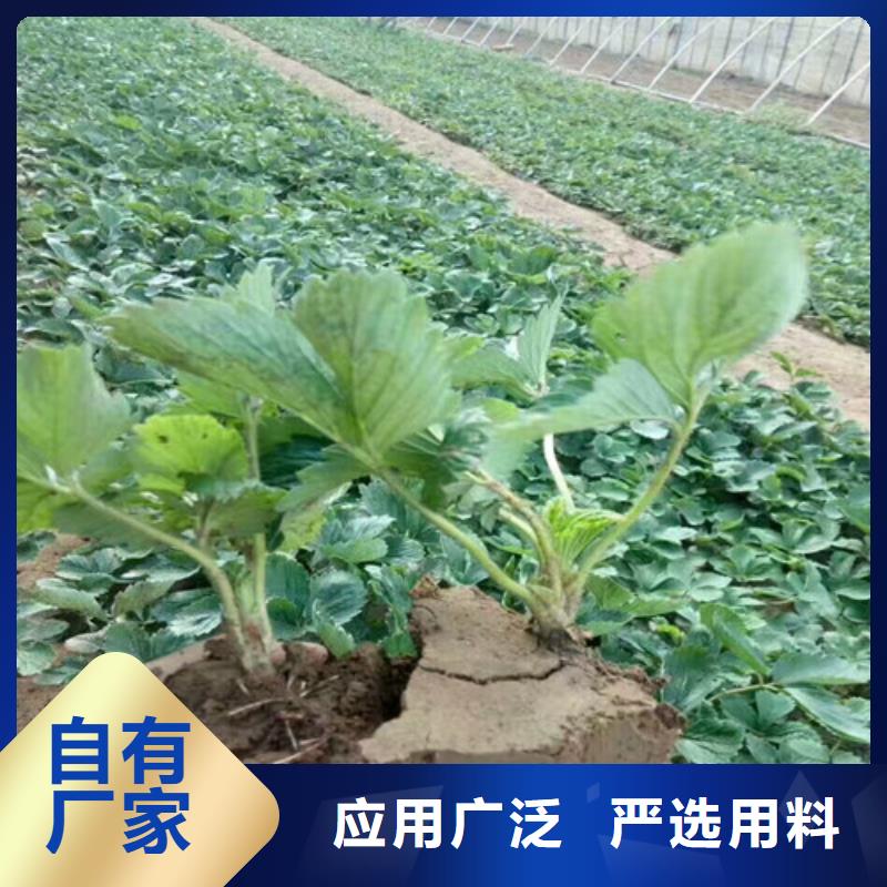 草莓苗【黄金苹果树苗】用心制作