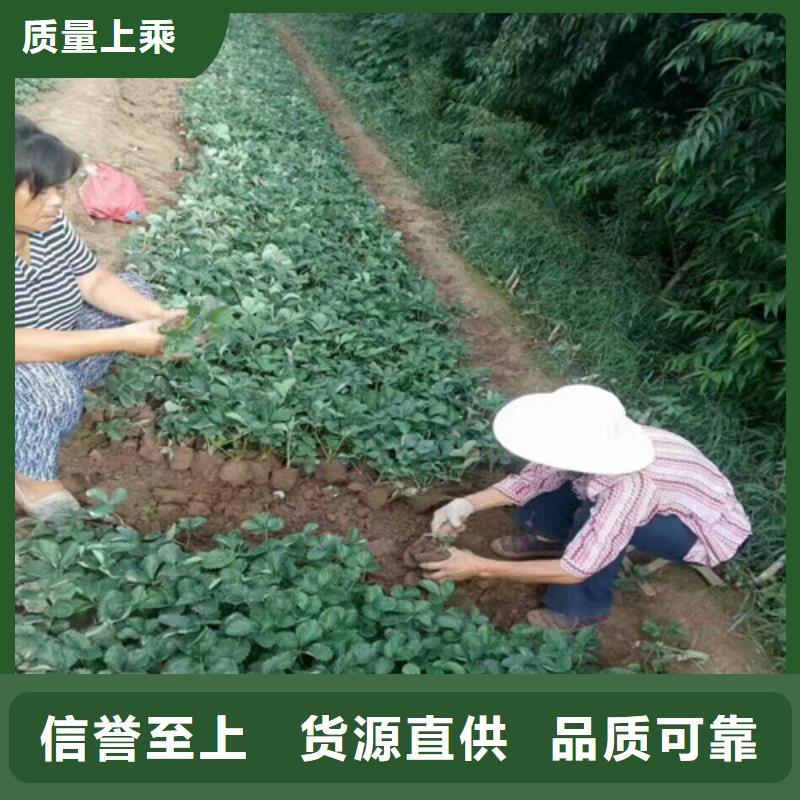 黑龙江省章姬草莓苗适应土地