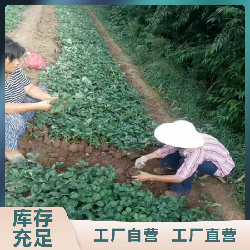 东风红颜草莓苗批发