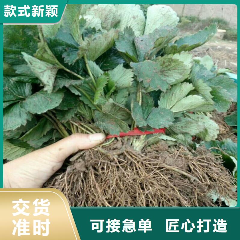 株洲规格齐全的妙香7号草莓苗基地