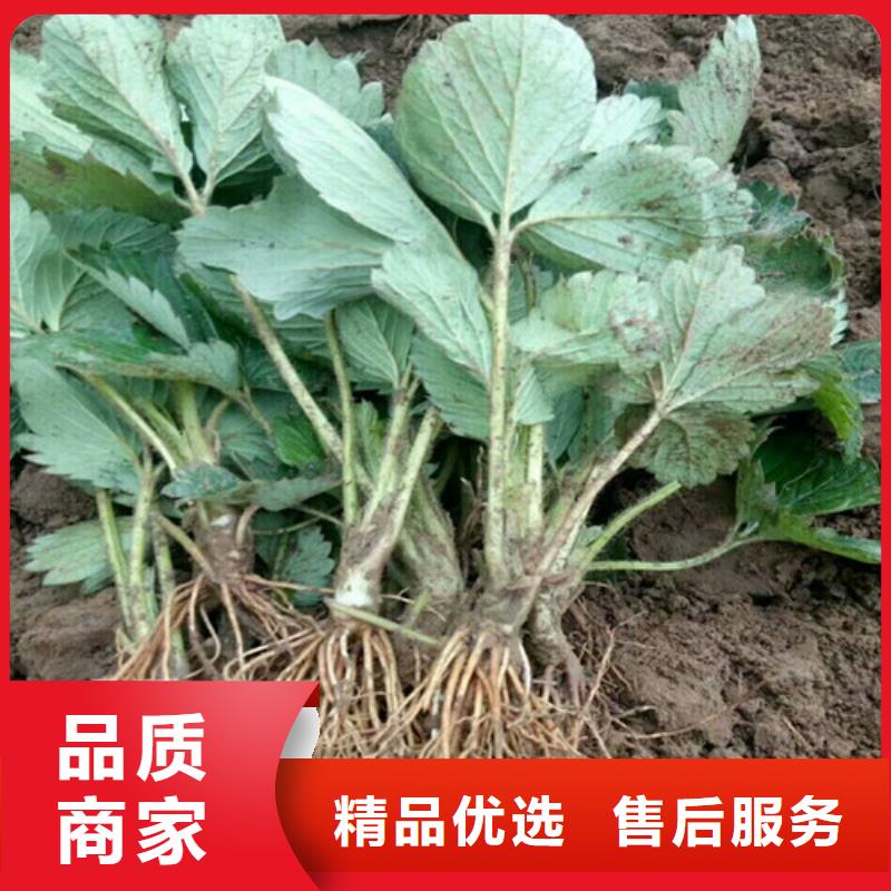 草莓苗【黄金苹果树苗】用心制作