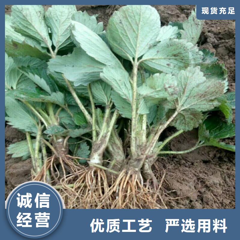 【草莓苗】毛蟠桃树苗欢迎来电咨询