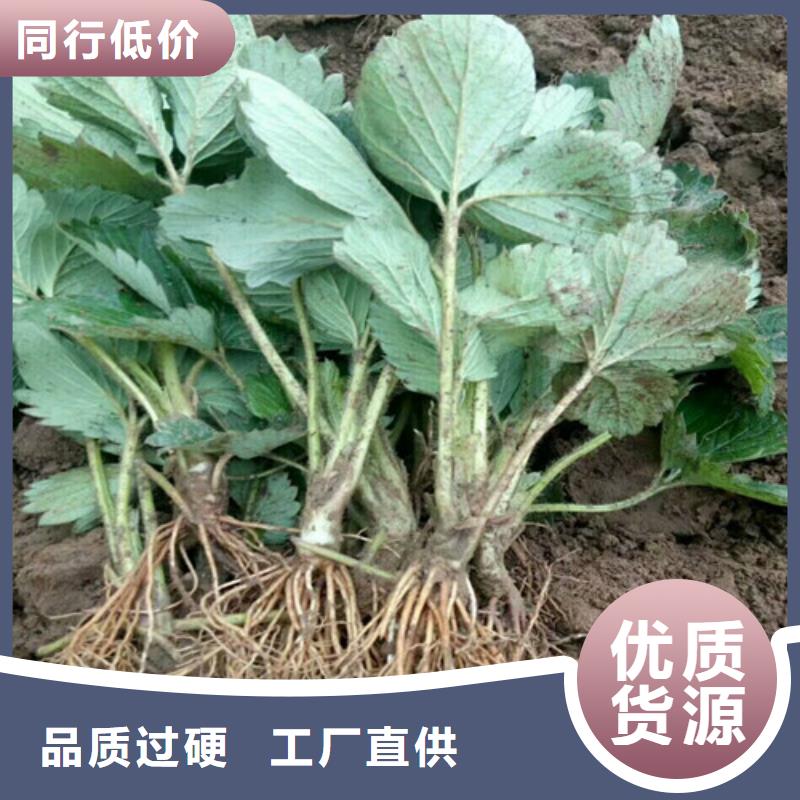 妙香7号草莓苗育苗厂家