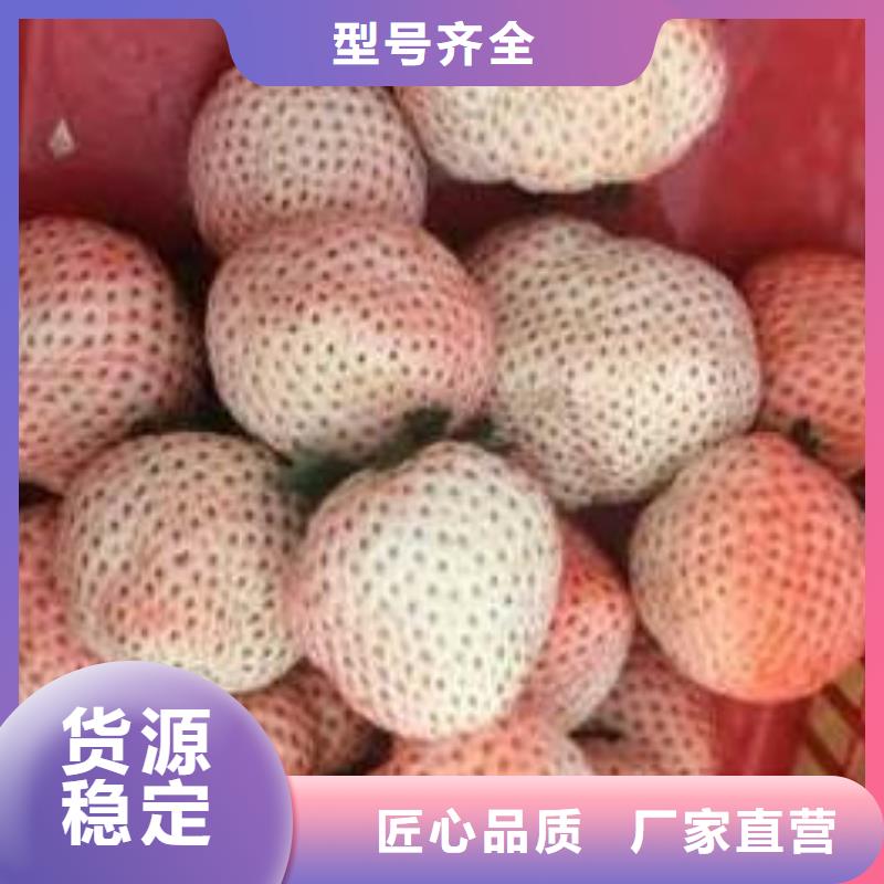 菠萝草莓苗就选广祥农业科技有限公司