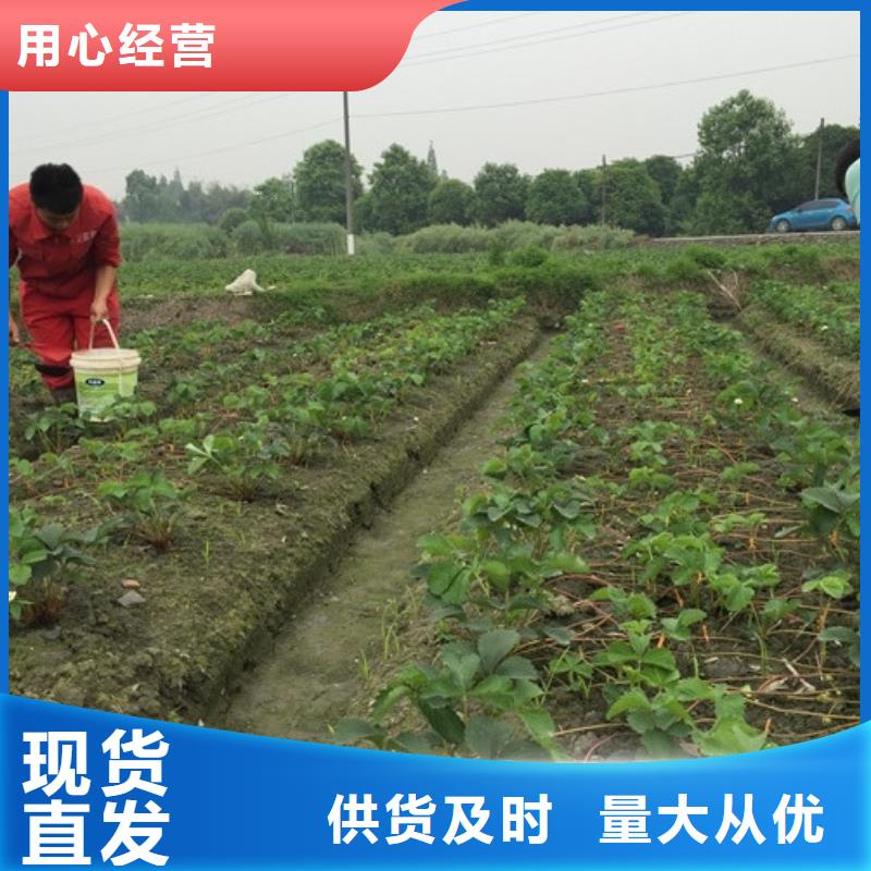 草莓苗,毛蟠桃树苗基地实力商家供货稳定