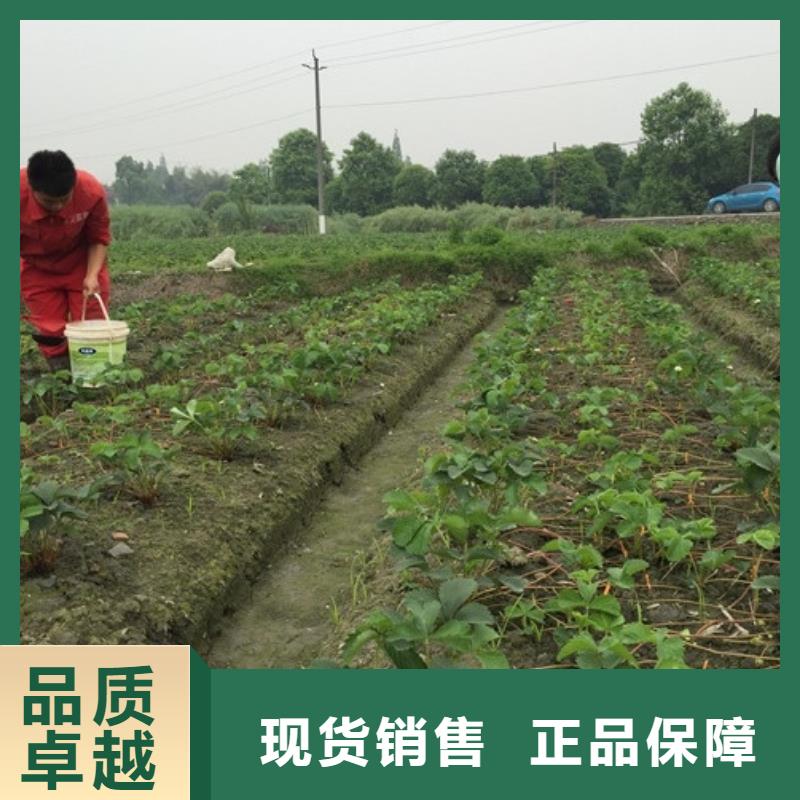 普洱质量可靠的妙香草莓苗公司