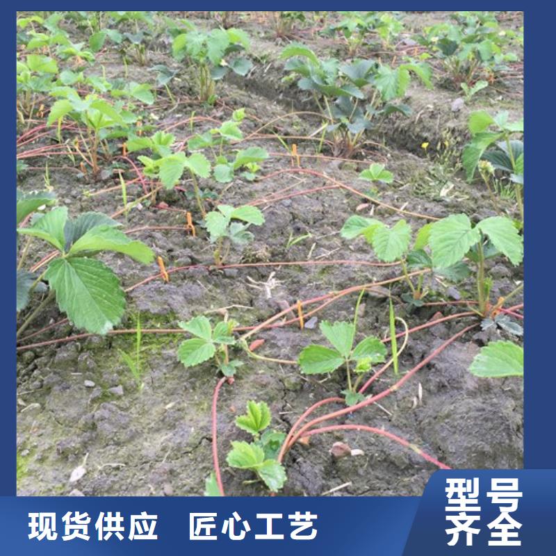 陕西西安香野草莓苗