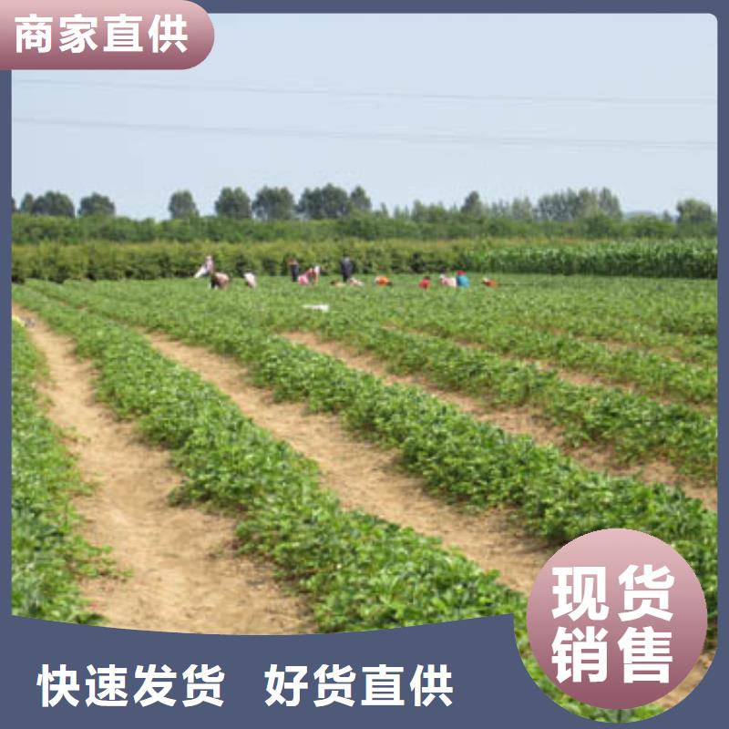 兰山妙香7号草莓苗价格