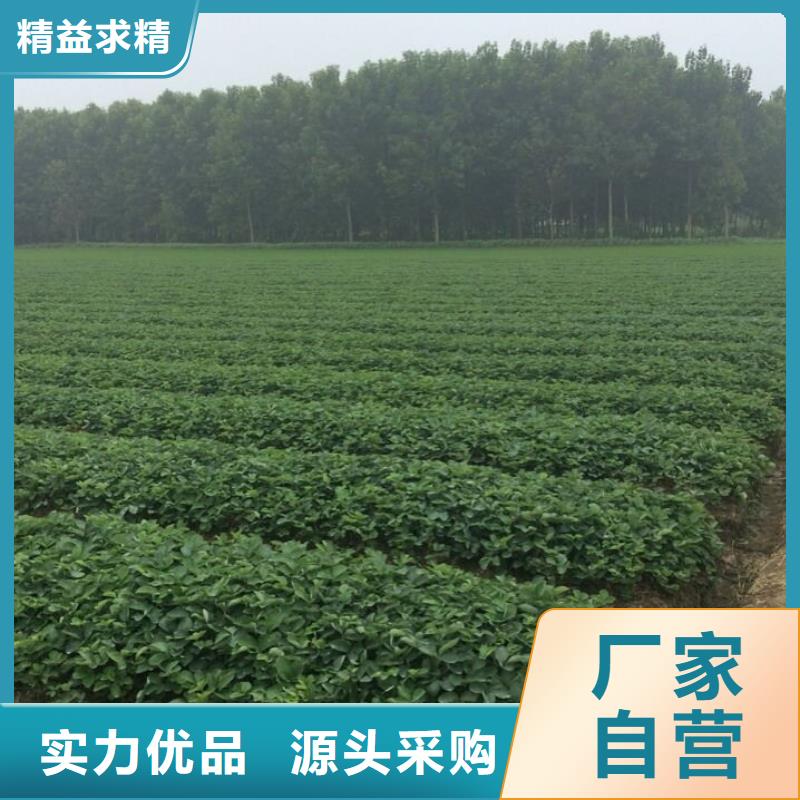 黑龙江省章姬草莓苗适应土地