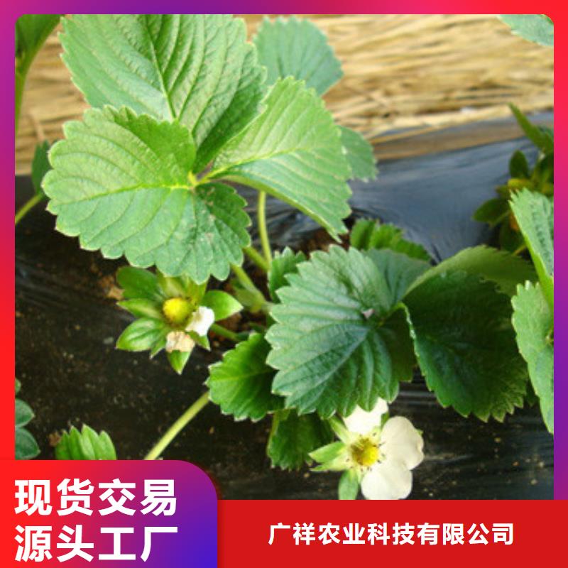 供应批发妙香7号草莓苗-价格优惠