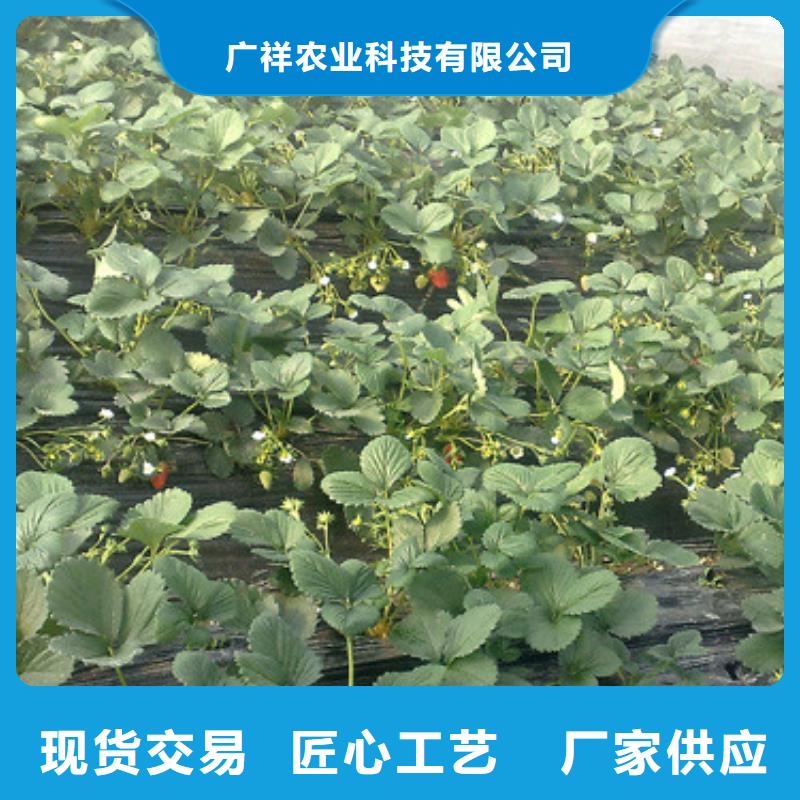 奶油草莓苗2024已更新(今日/推荐)