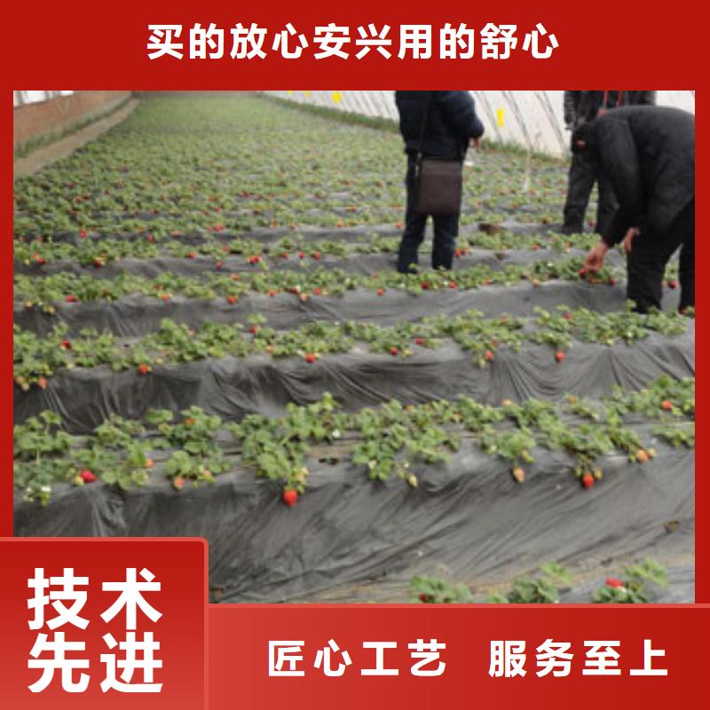 文昌市奶油草莓苗-用的放心