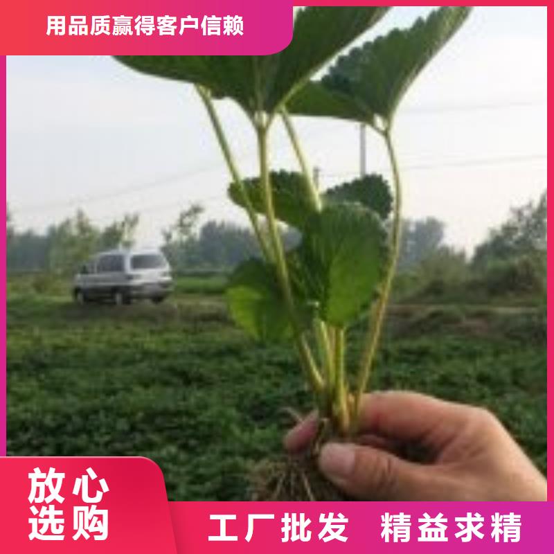 山南生产宁玉草莓苗_优质厂家