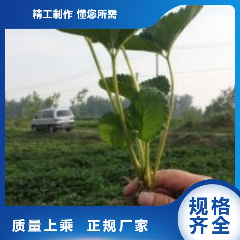 甘南妙香7号草莓苗品质过硬