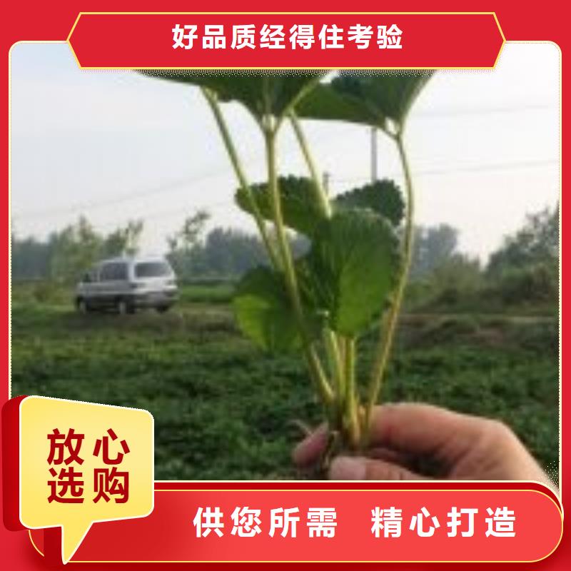 草莓苗品种种植条件