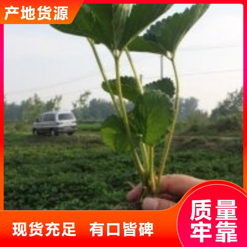 定制梧州桃熏草莓苗