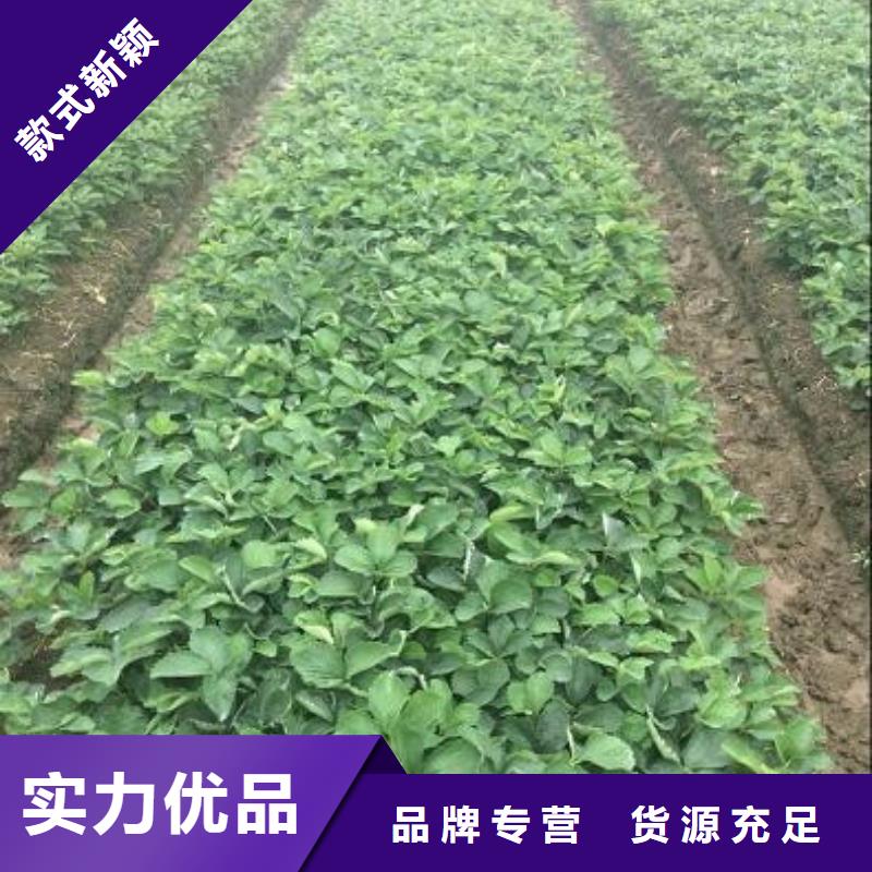 鄂尔多斯实力雄厚的牛奶草莓苗供货商