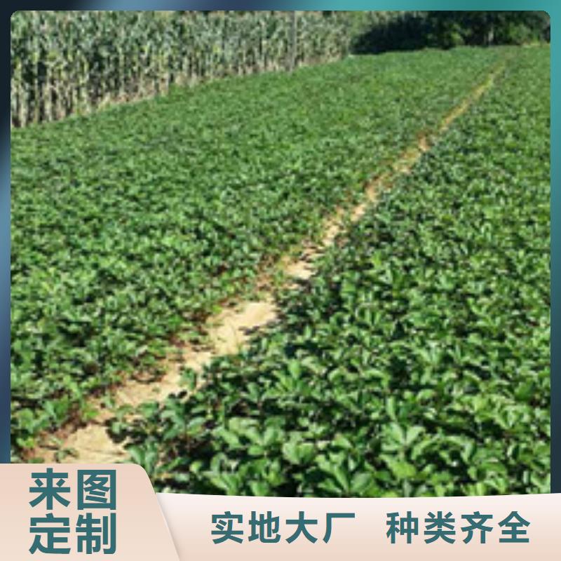 新疆维吾尔自治区章姬草莓苗培育基地