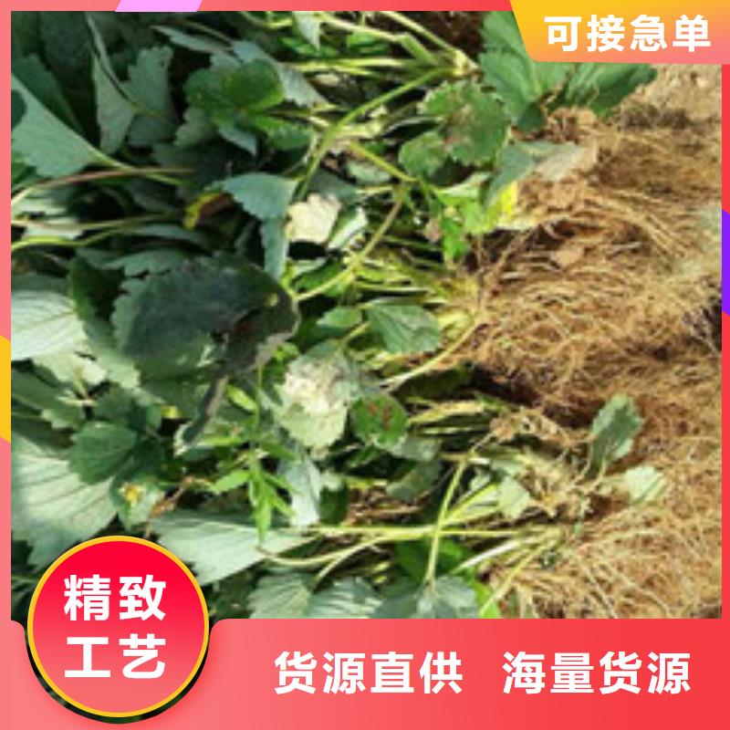 三穗白果草莓苗培育基地