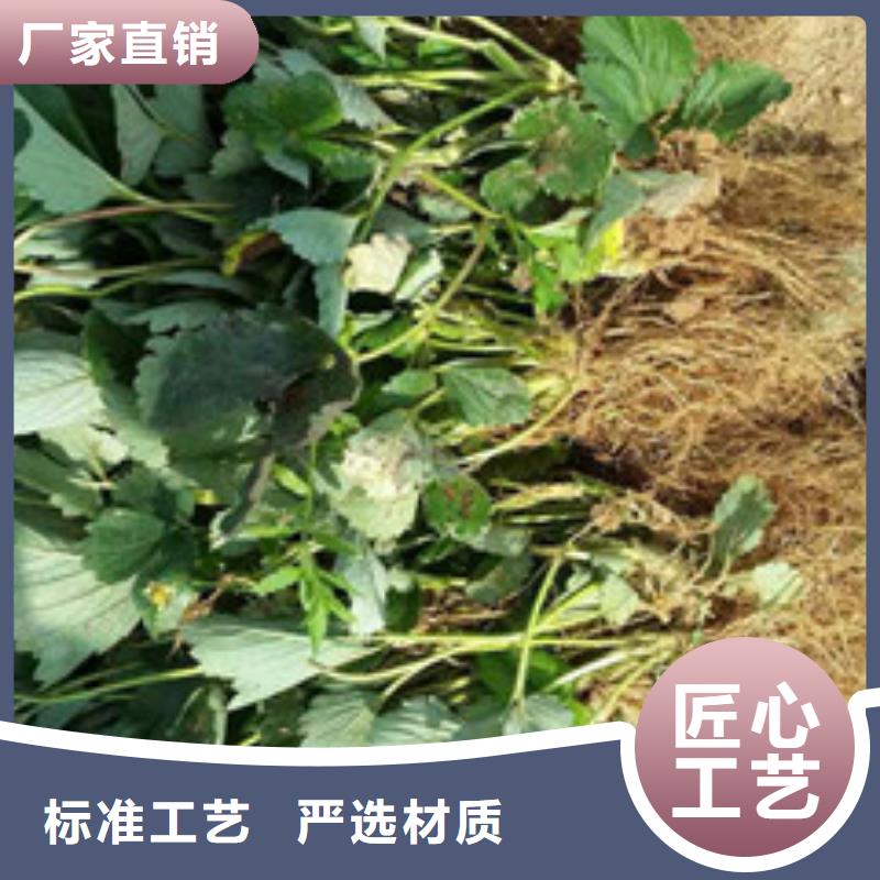 萍乡湘东我想买四季草莓苗，四季草莓苗种植条件