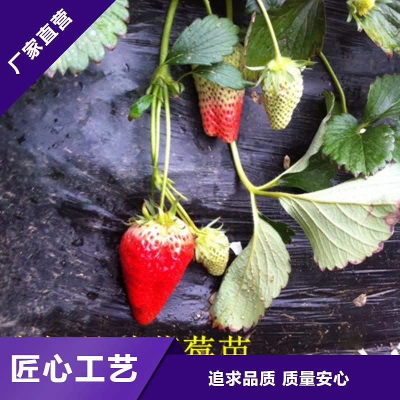 正宁艳丽草莓苗种植条件