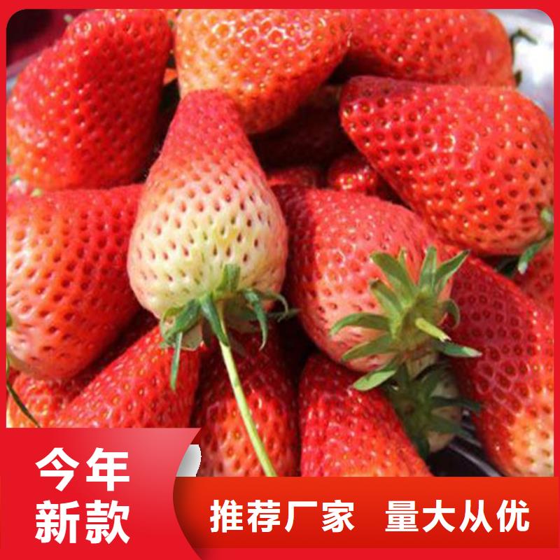 【广祥】草莓苗果树苗制造厂家-广祥农业科技有限公司