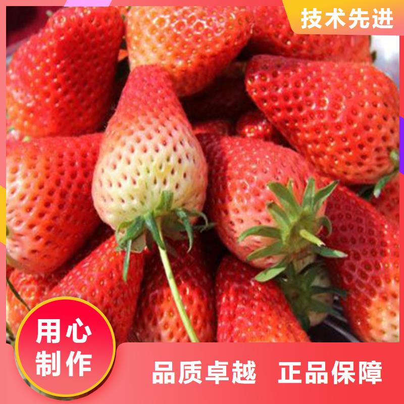艳丽草莓苗-火爆预定中