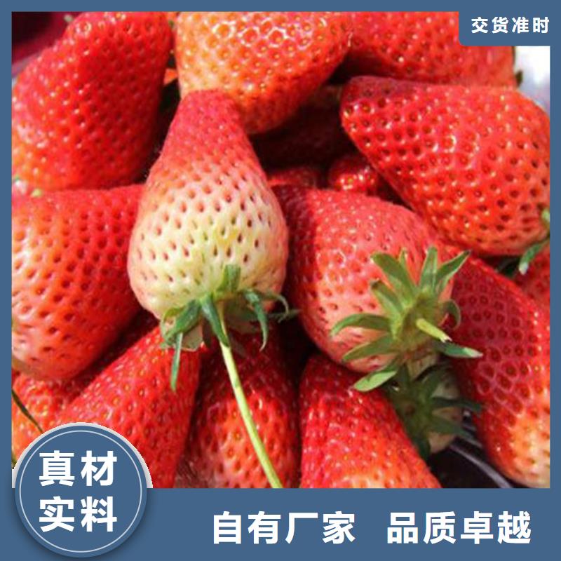 基地批发红颜草莓苗，红颜草莓苗高产丰收