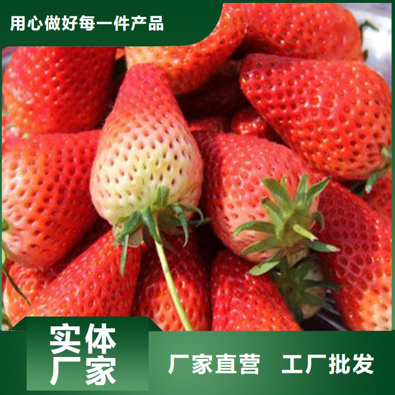 雁江红99草莓苗栽植密度